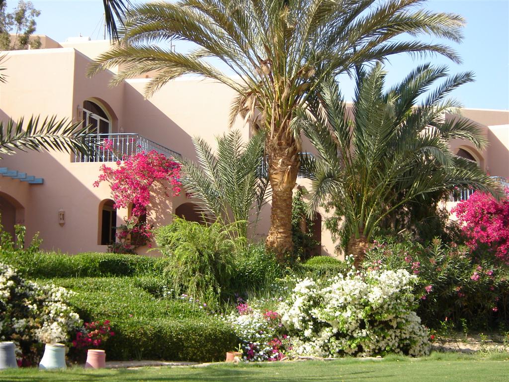 Composizione floreale - El gouna (Egitto)