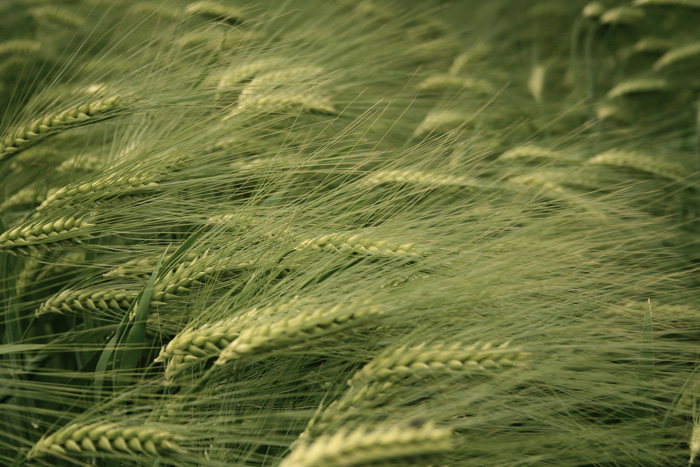Spighe al vento