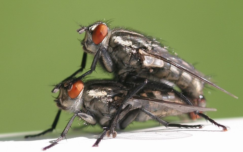 Vita da mosche