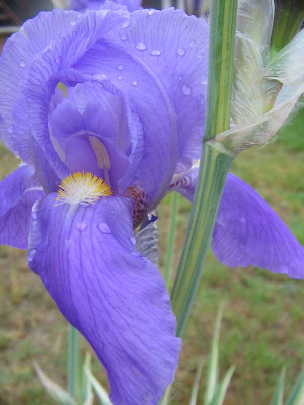 Iris al vento dopo la pioggia