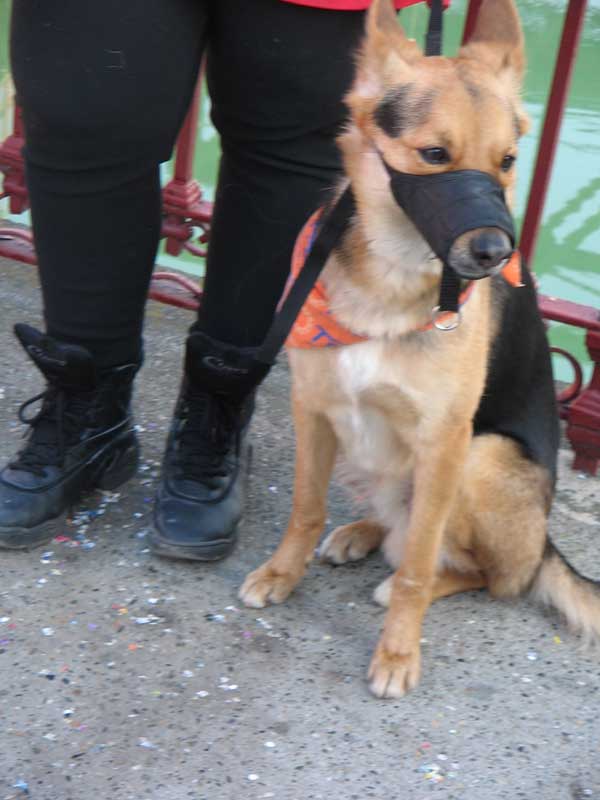 Povero Cane imbavagliato