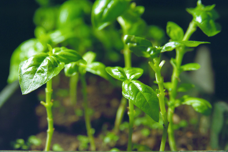 Tra un po' sar� Pesto...