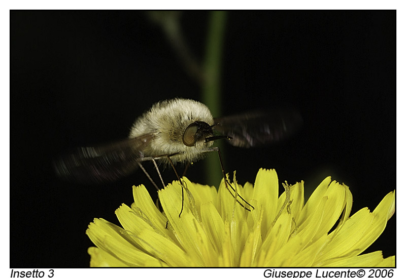 insetto 3