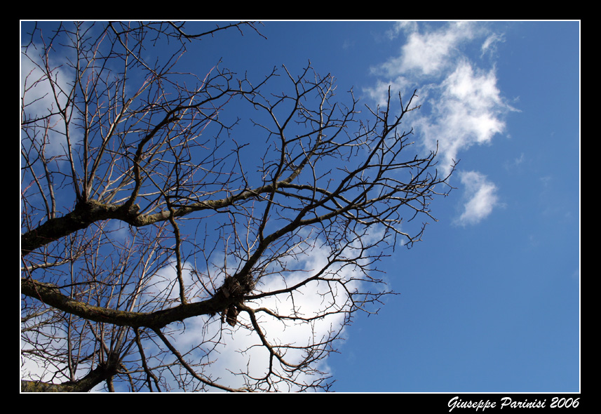 Rami rivolti al cielo