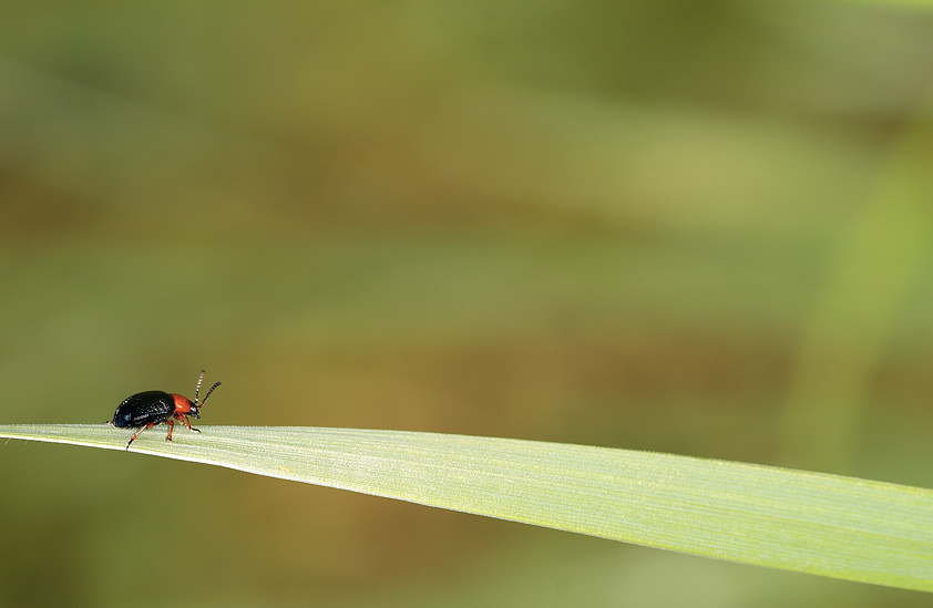 Strada da percorrere