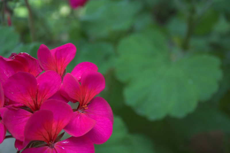 Contrasto di colori naturali