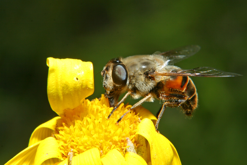 APONA STILE TERMINATOR...