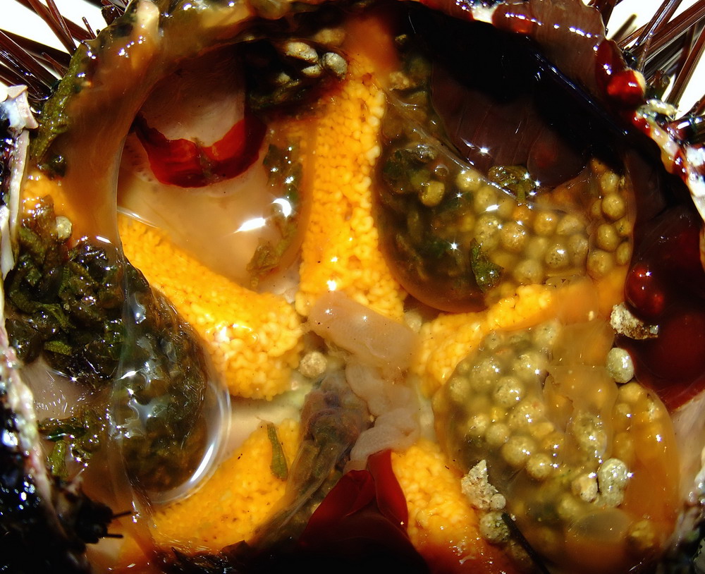 RICCIO APPENA PESCATO