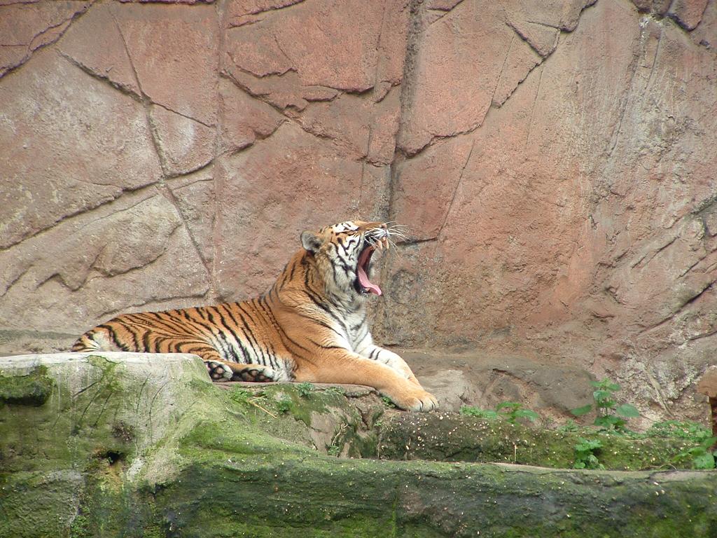 TIGRE