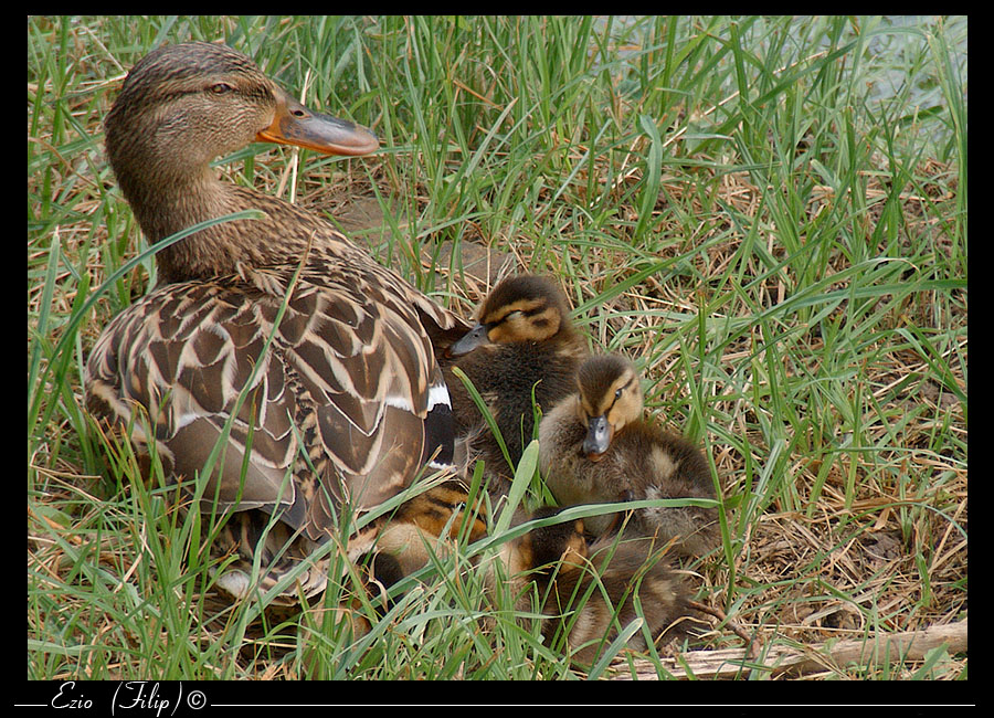 Mamma Anatra con prole