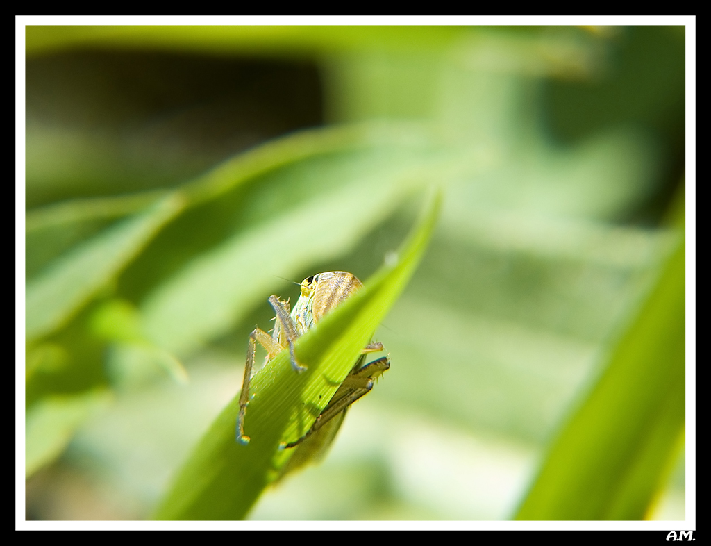 ..tanto non mi vedi..