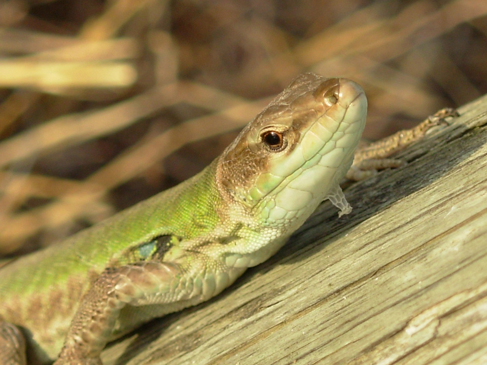 ritratto di lucertola
