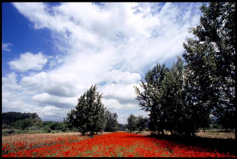 papaveri e nuvole2