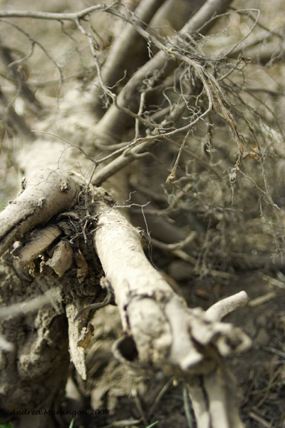 Groviglio di pensieri - sul marrone