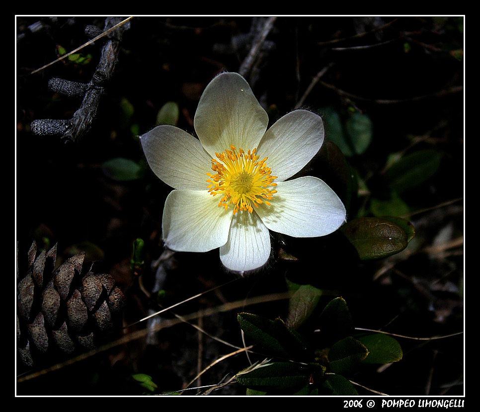 Flora in alta Val d'Ayas (2)