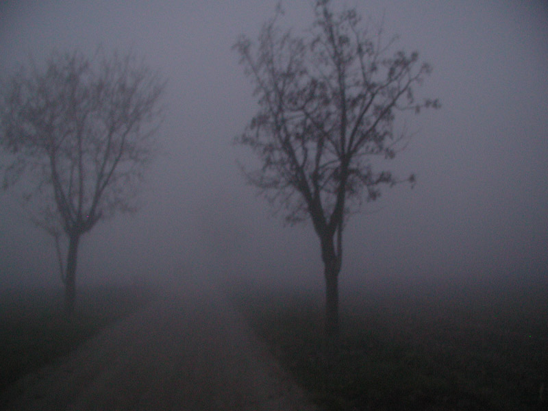 nebbia 2