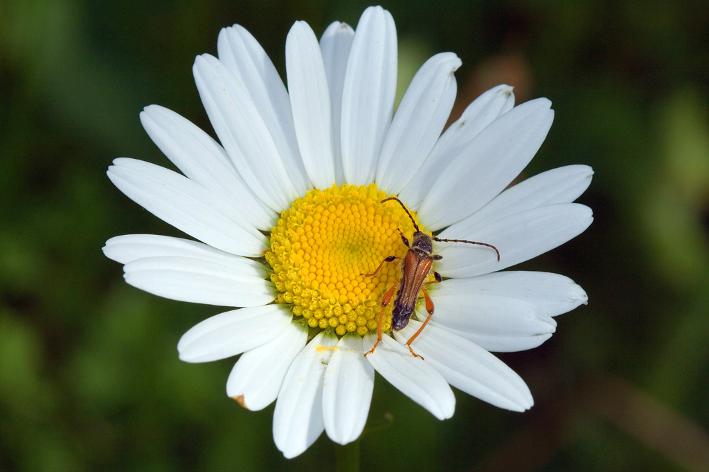 Margherita con Insetto