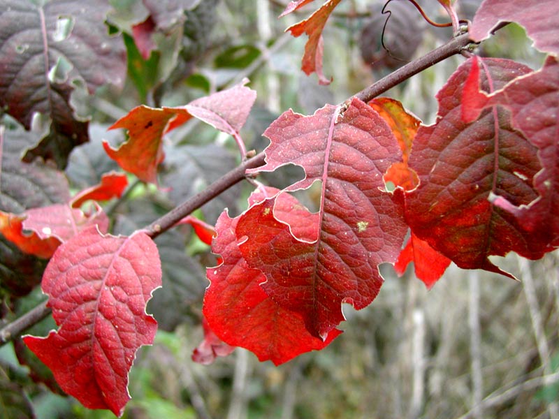 autunno rosso