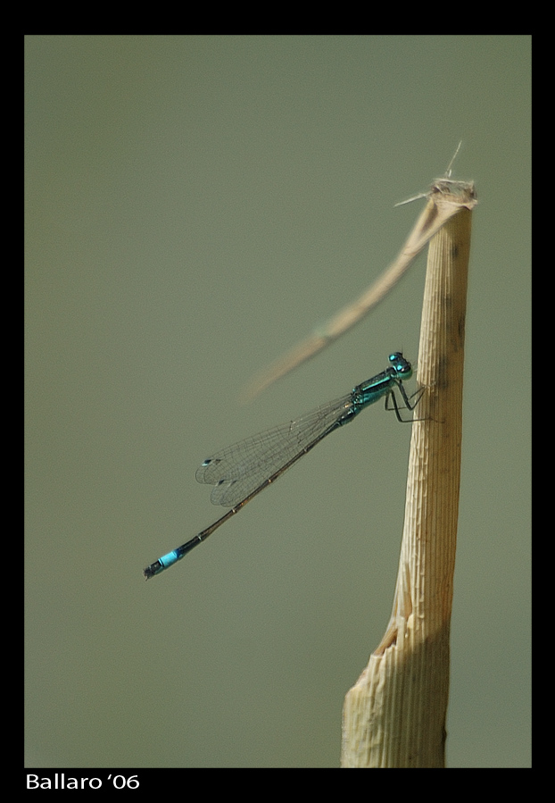 Damigella (Ischnura elegans)
