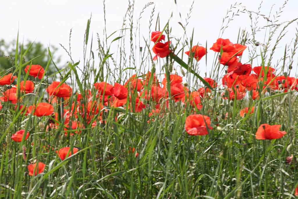 � arrivata la primavera??