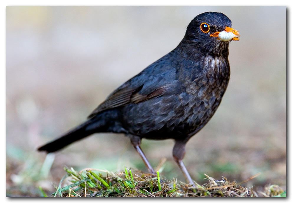 la cattura del merlo