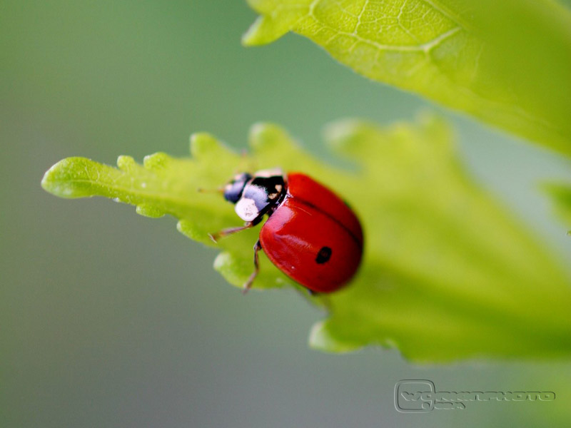 coccinella