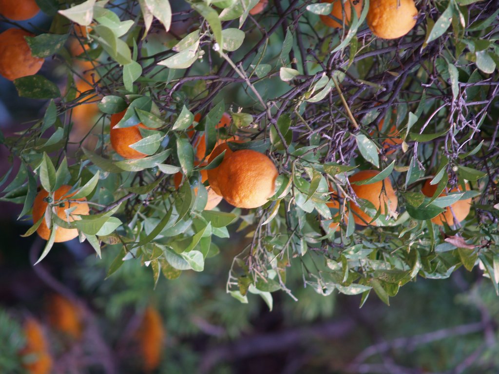 colori di Sicilia....