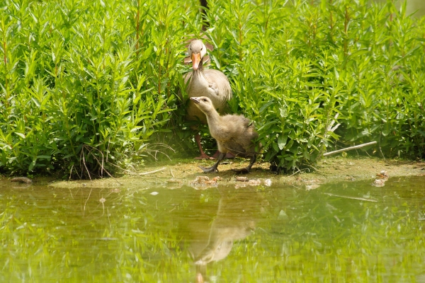 Stai attento.... mi raccomando