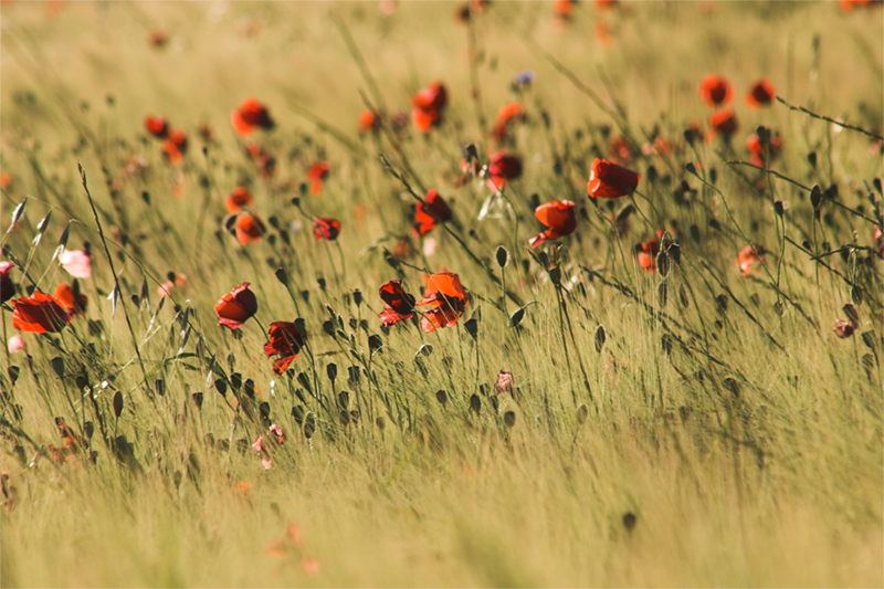 poppy fields for ever