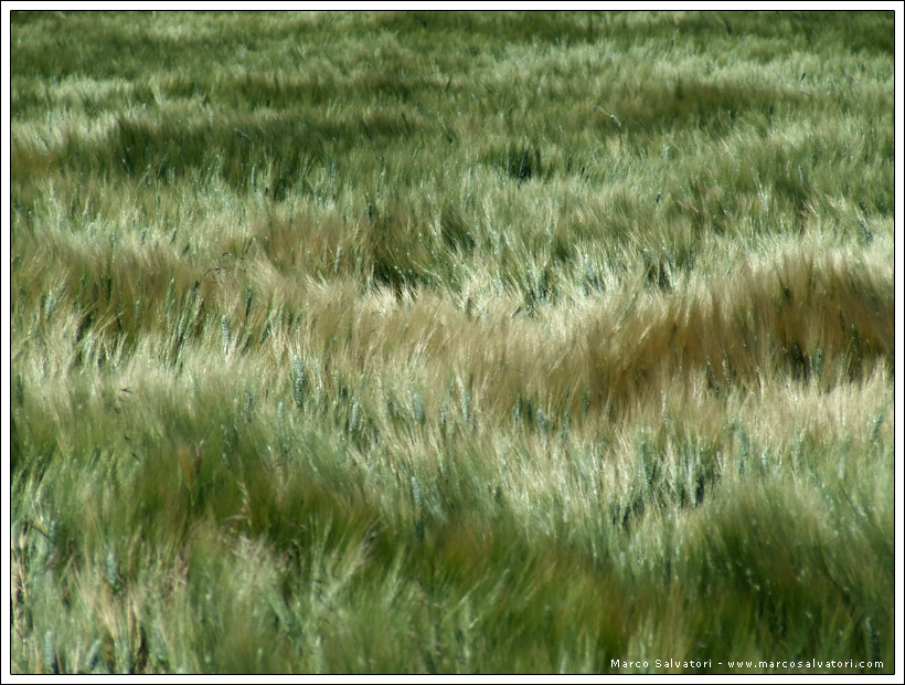 Grano al Vento