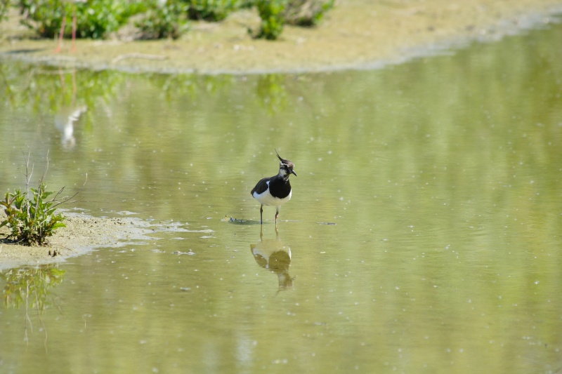 Oh oh mi son perso ...