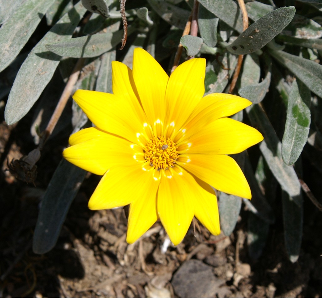 ... e un po' di giallo