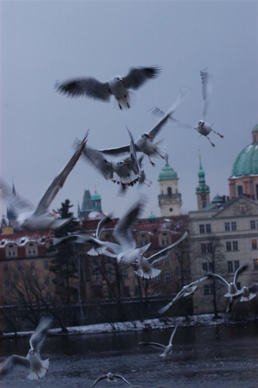 Piccioni Ponte Carlo