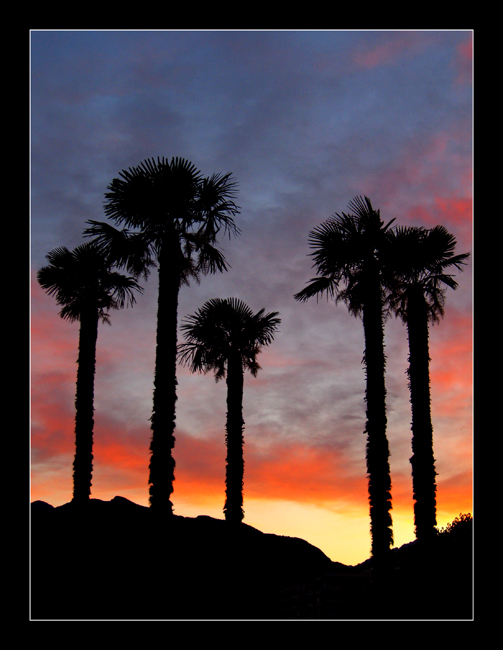 palme al tramonto
