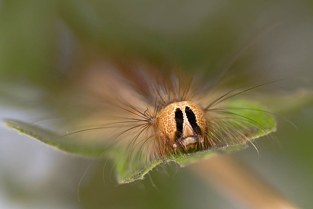 Ritratto di bruco