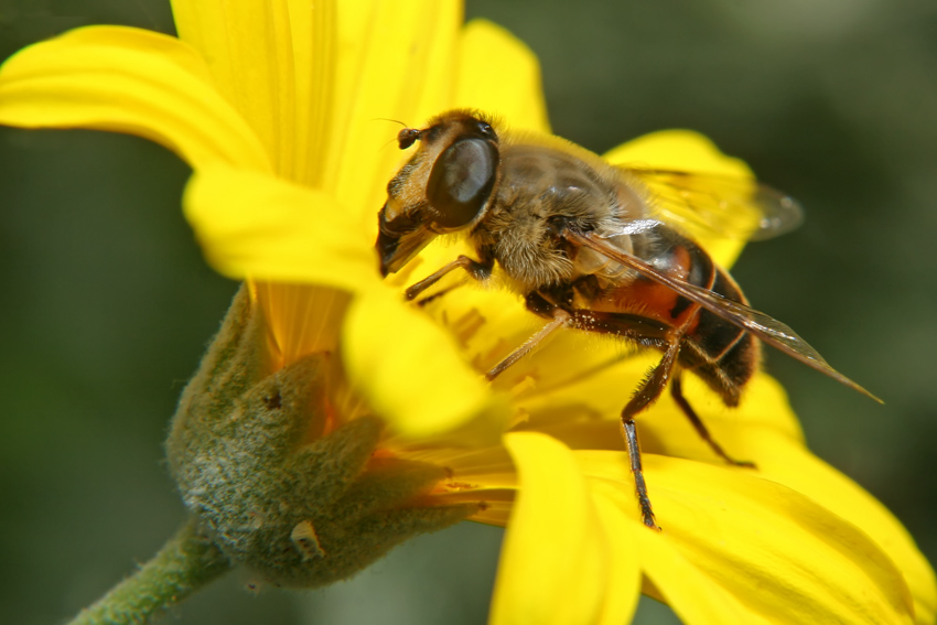 APONA SU MARGHERITA GIALLA