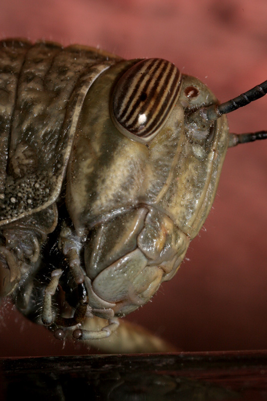 incontri ravvicinati