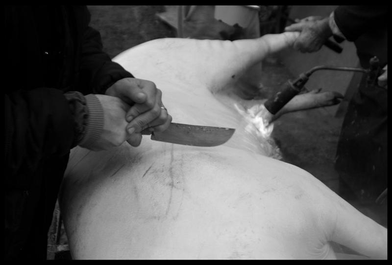 uccisione maiale