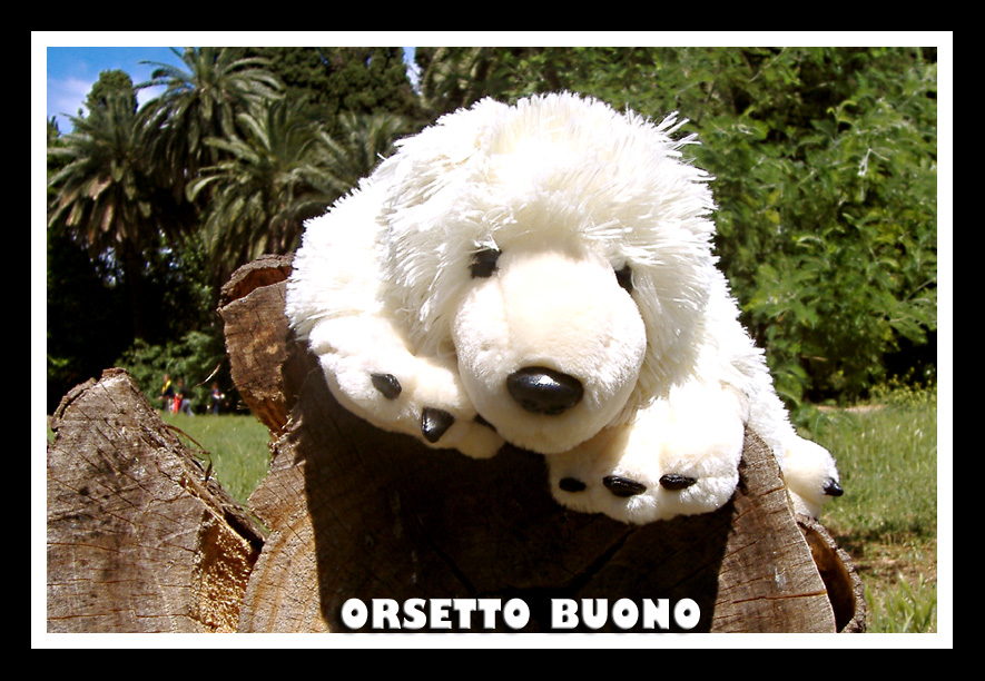 Un orsetto nel parco...
