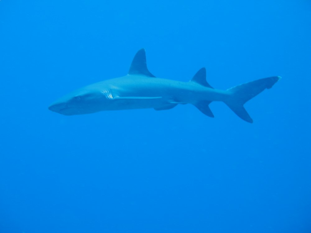 white tip shark