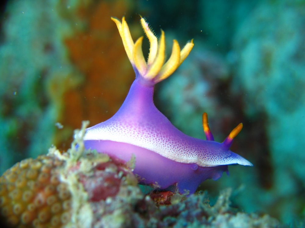 nudibranco