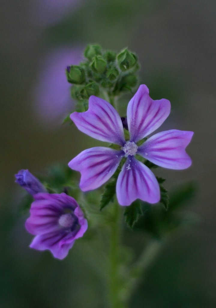 fiore di Malva
