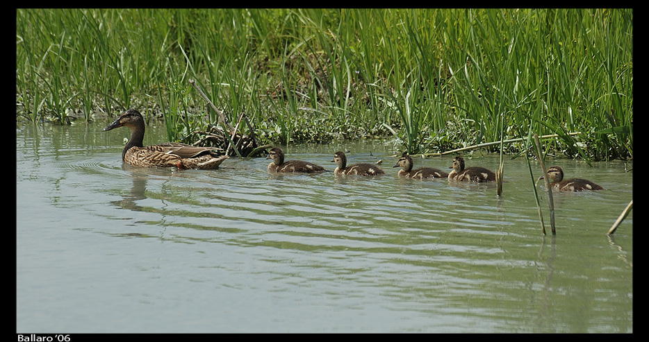 Un' allegra famigliola