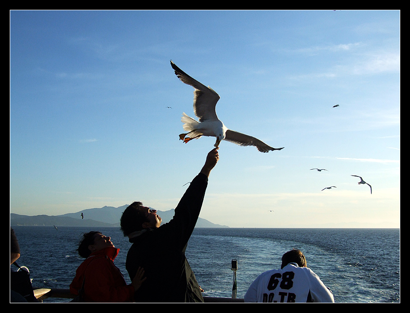 Sfamare i gabbiani