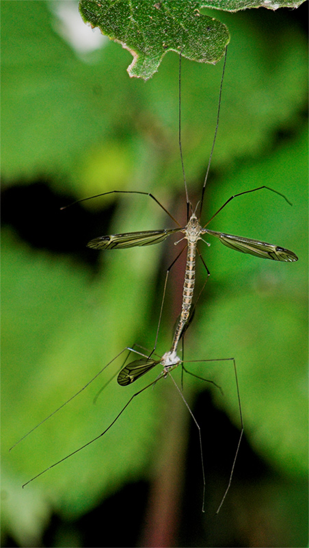 lo fammo stranno!!!!!!!!