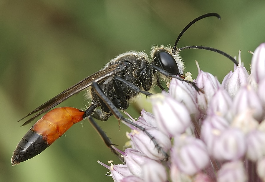 E' l'ora del pranzo I