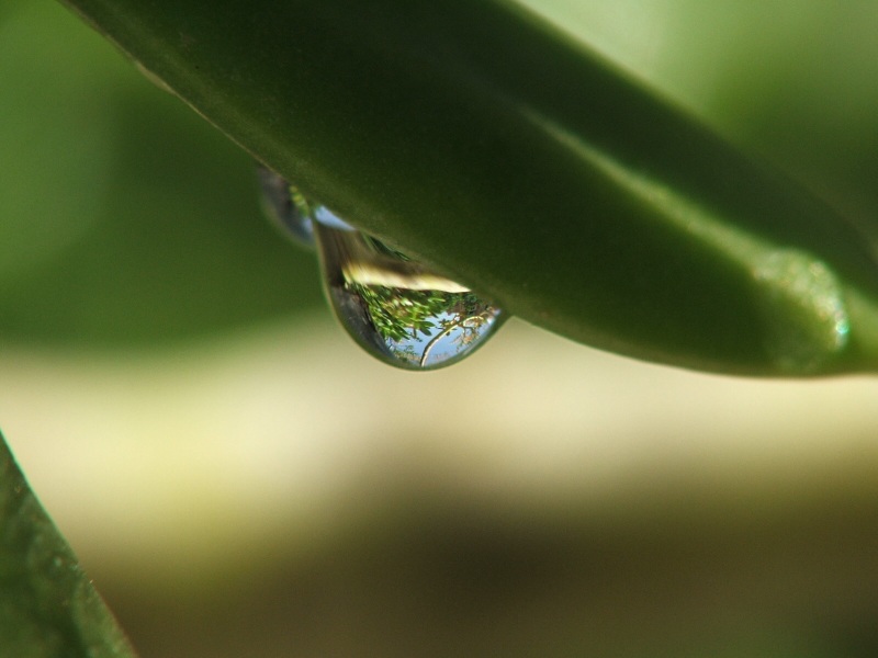 la pianta in una goccia