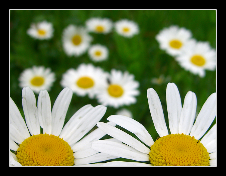 se ci provi ti tiro un petalone!