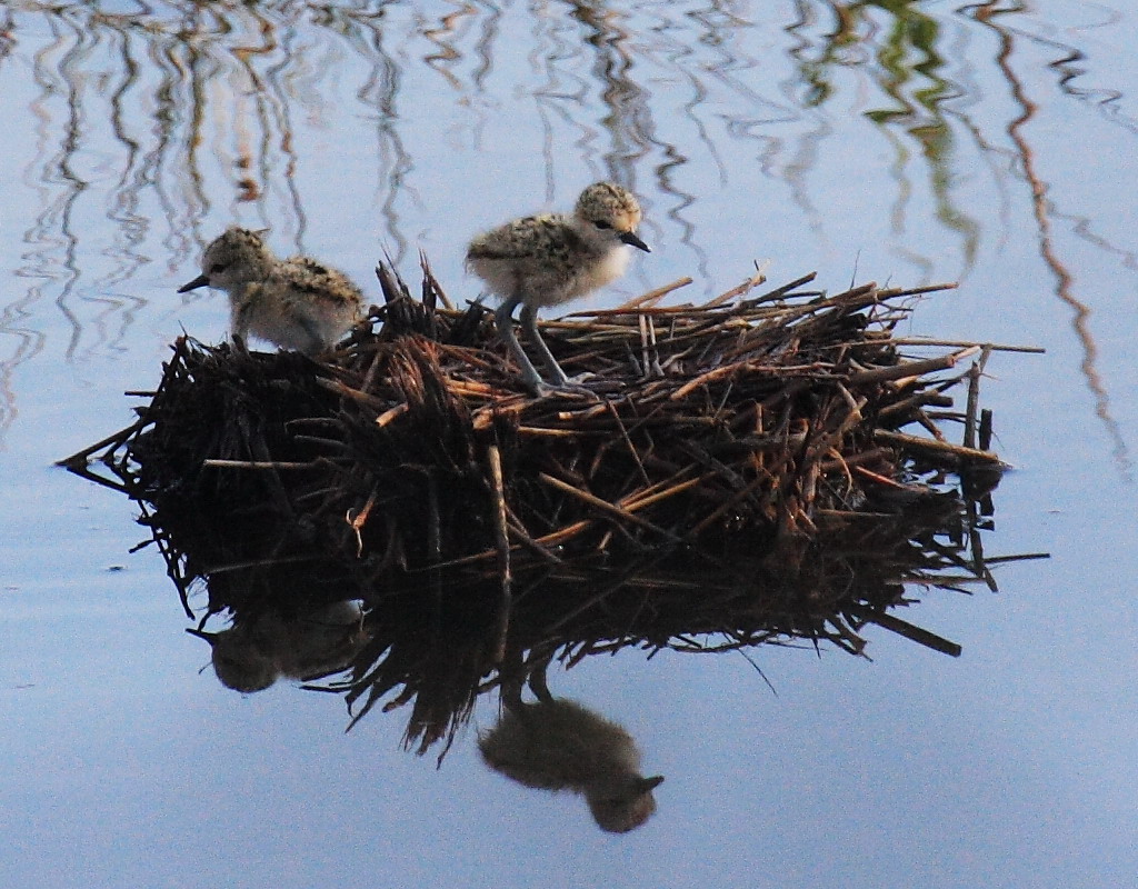 Quando torna la mamma?