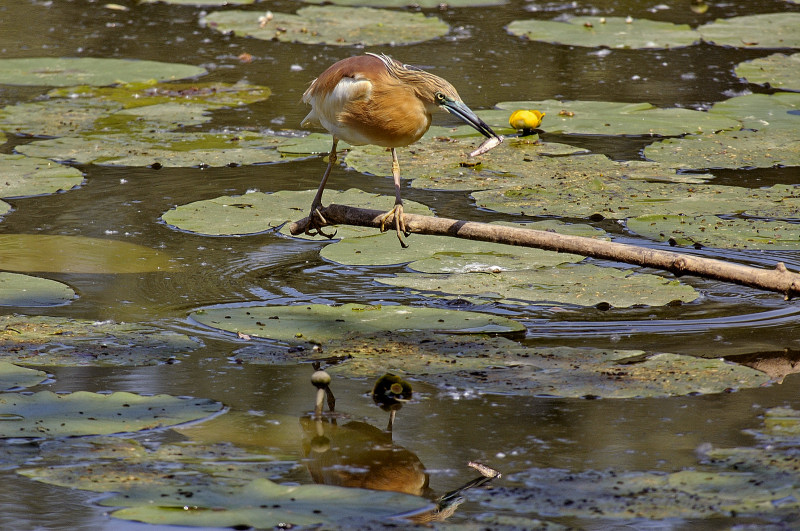...sazio pancia e voglia di vanit�...